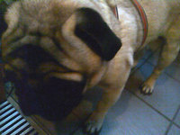 ドッグウェア 143-1.jpg