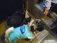 ドッグウェア 143-2.jpg