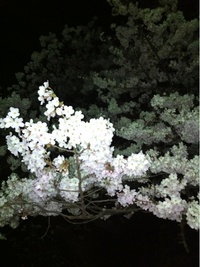 桜　さくら　SAKURA 207-1.jpg